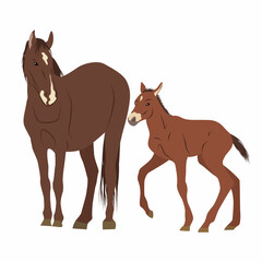 Brown horse with a white spot on the forehead and her foal. Domestic and wild vector animals