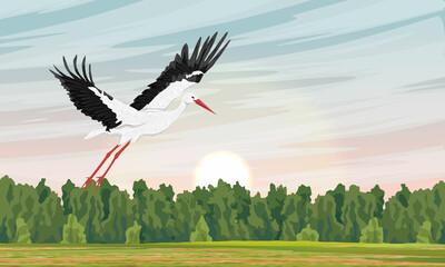 The white stork takes off from the clearing at dawn. Realistic vector landscape