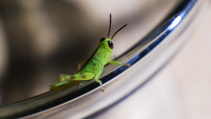 grasshopper on a glass bowl. close up photo