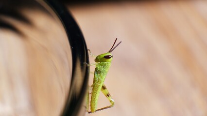 grasshopper on a glass bowl. close up photo
