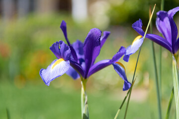 iris flowers blooming in sunny spring day