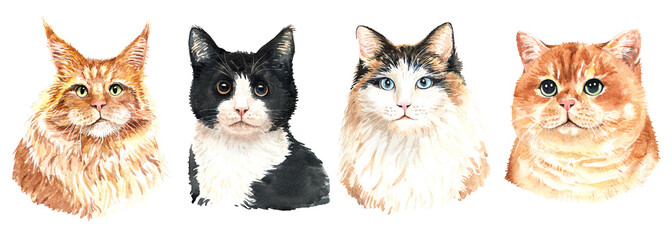 Set of watercolor portraits of 4 cat breeds. Cat watercolor. Watercolour painting cat clipping path isolated on white background. Graphic for fabric, T-shirt, greeting card, sticker.