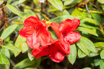 Rhododendron neriiflorum