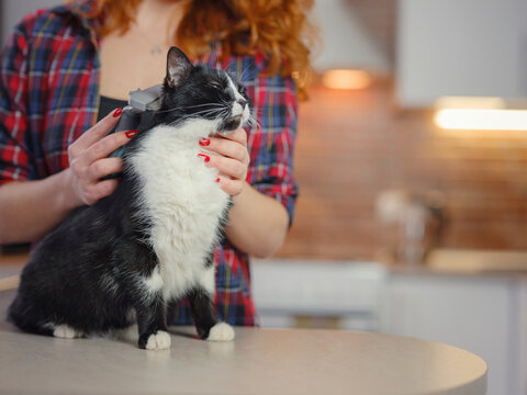 Woman Cat Grooming At Home With Tool For Shedding Hair. Medicine, Pet, Animals, Health Care And People Concept. Grooming Animals, Combing Hair, Express Molt