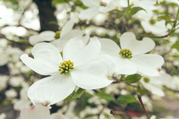 cornus florida tree with white flowers