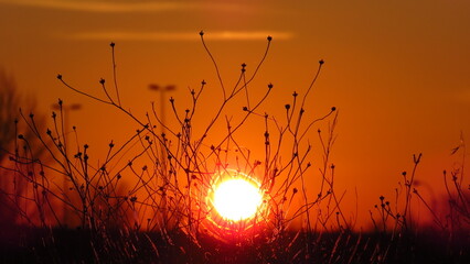 sunset in the field