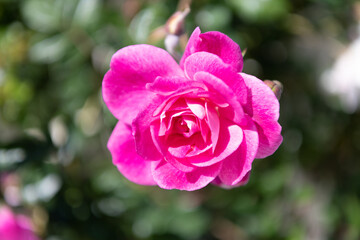 beautiful rose flower blooming in summer nature