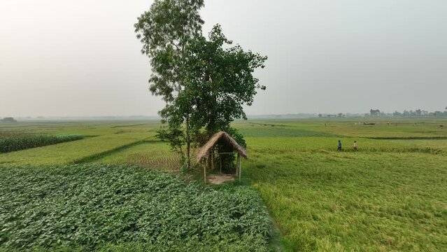 tree & Hut in the feild