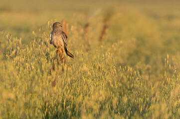 Adult male of Montagu's harrier in a cereal steppe in central Spain in his breeding territory with the first light of a spring day