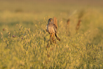 Montagu’s harrier male in his breeding territory with the first light of a spring morning