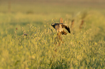 Adult male Montagu’s harrier inside his breeding territory with the first light of the morning grooming his plunage