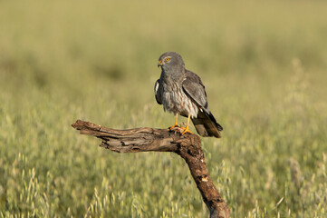 Montagu’s harrier male in his breeding territory with the first light of a spring morning