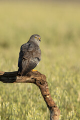 Montagu’s harrier male in his breeding territory with the first light of a spring morning