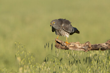 Adult male Montagu’s harrier stretching and grooming his plumage at first light