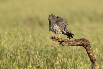 Adult male Montagu’s harrier inside his breeding territory with the first light of the morning grooming his plunage
