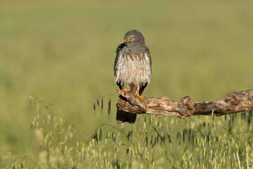 Adult male Montagu’s harrier stretching and grooming his plumage at first light