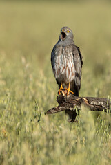 Adult male of Montagu's harrier at the first light of a spring day in a cereal steppe in central Spain in his breeding territory