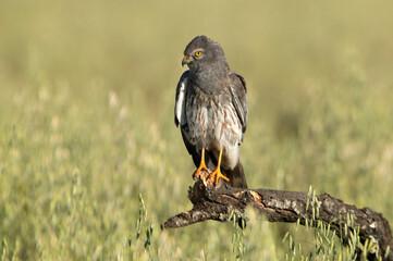 Adult male of Montagu's harrier at the first light of a spring day in a cereal steppe in central Spain in his breeding territory