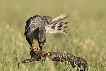 Adult male of Montagu's harrier at the first light of a spring day in a cereal steppe in central Spain in his breeding territory