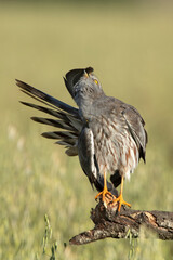 Adult male of Montagu's harrier at the first light of a spring day in a cereal steppe in central Spain in his breeding territory