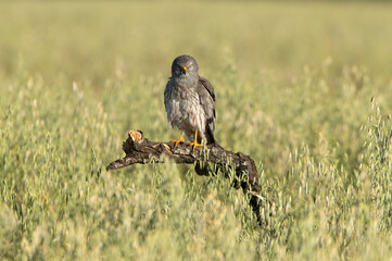 Adult male Montagu’s harrier inside his breeding territory with the first light of the morning grooming his plunage