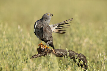 Adult male Montagu’s harrier inside his breeding territory with the first light of the morning grooming his plunage