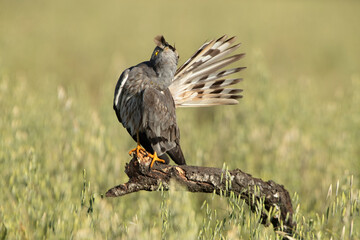 Adult male Montagu’s harrier inside his breeding territory with the first light of the morning grooming his plunage