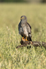 Montagu’s harrier male in his breeding territory with the first light of a spring morning
