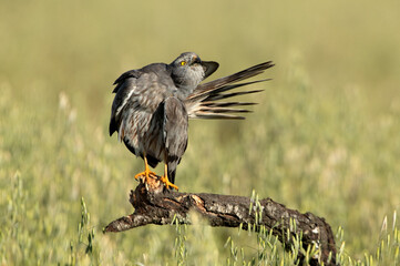 Adult male Montagu’s harrier stretching and grooming his plumage at first light