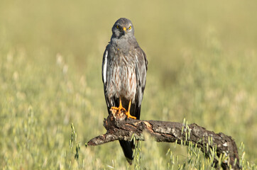 Montagu’s harrier male in his breeding territory with the first light of a spring morning