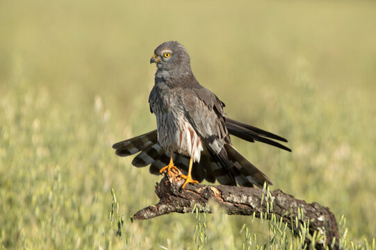 Adult male of Montagu's harrier in a cereal steppe in central Spain in his breeding territory with the first light of a spring day