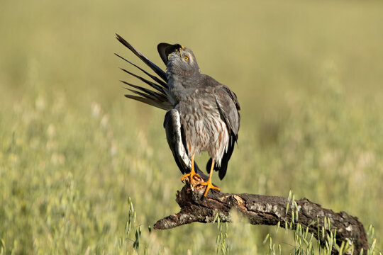 Adult male of Montagu's harrier in a cereal steppe in central Spain in his breeding territory with the first light of a spring day
