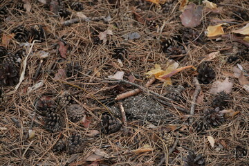 Forest cover in a pine forest. Background of cones, small branches and last year's needles.