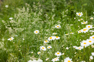 Wild flower meadow, chamomile plant growing in a field, UK