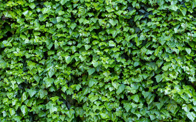 ivy leaves background, close up