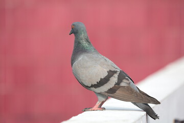 Calm Pigeon