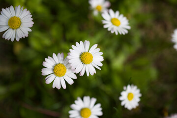 Fototapeta premium camomile or ox-eye daisy meadow top view . Close up