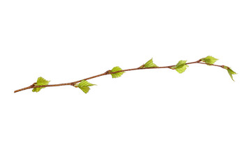 tree branch with young green leaves isolated on white background