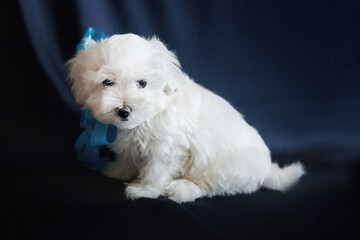 Maltese puppy sitting, studio photography