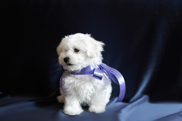 White Maltese puppy on a dark background, studio photo