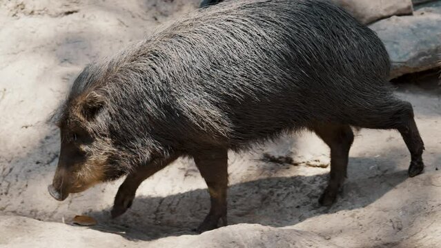 Collared Peccary Or Javelina Walking In The Wilderness On A Sunny Day. tracking shot