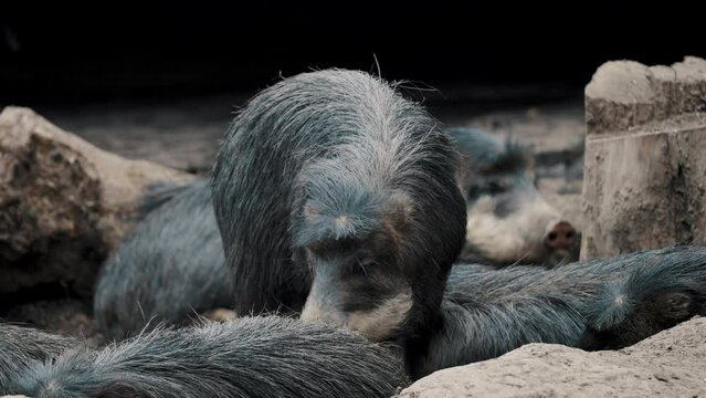 Male Javelina Sniffing Rump Of Female Javelinas In Herd. close up