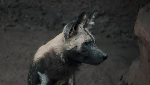 Close Up Of African Painted Dog In Arid Landscape In South Africa.