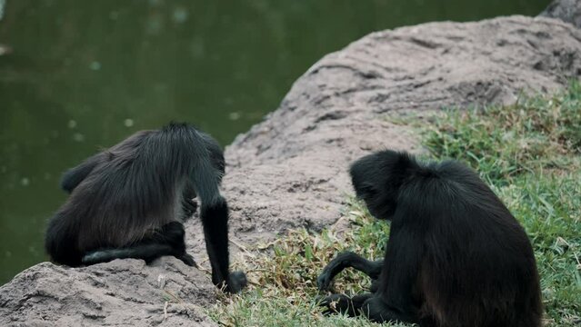 Two Black-handed Spider Monkeys Sitting On Rocky Grassland By The Pond Searching For Food. close up