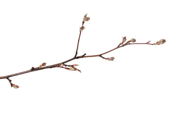 tree branch with young buds isolated on white background