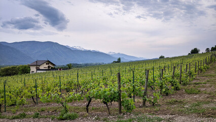 Fototapeta na wymiar A French vineyard plantation with trellis at the foot of mountain in Savoie region, during its bearing fruit season with mountain and sky at background and green nature in village