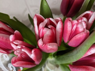 red tulip flowers close-up