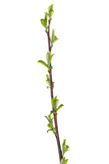 Fototapeta premium tree branch with young green leaves isolated on white background
