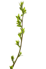 Obraz premium tree branch with young green leaves isolated on white background
