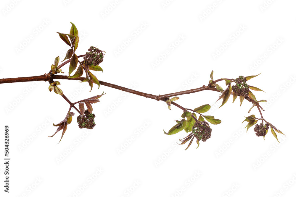 Canvas Prints tree branch with young green leaves isolated on white background